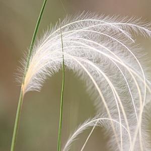 Stipa pennata subsp. joannis (Celak.) K.Richt. (Stipe pennée)