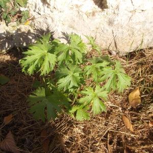 Photographie n°85208 du taxon Geranium L. [1753]