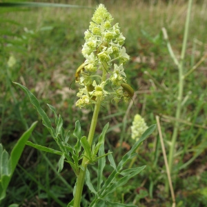 Photographie n°85218 du taxon Reseda lutea L. [1753]