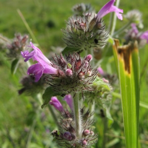 Photographie n°85220 du taxon Clinopodium vulgare L.