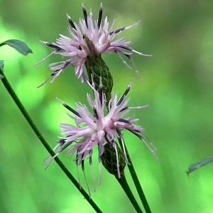 Serratula tinctoria L. (Serratule des teinturiers)