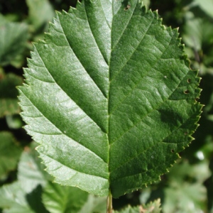 Photographie n°85264 du taxon Alnus incana (L.) Moench [1794]