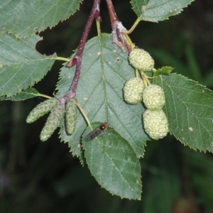 Photographie n°85268 du taxon Alnus incana (L.) Moench [1794]