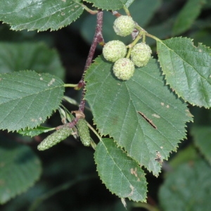 Photographie n°85269 du taxon Alnus incana (L.) Moench [1794]