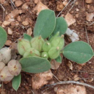 Photographie n°85273 du taxon Anthyllis tetraphylla L. [1753]