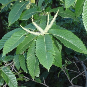 Photographie n°85369 du taxon Castanea sativa Mill. [1768]