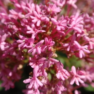 Photographie n°85383 du taxon Centranthus ruber (L.) DC.