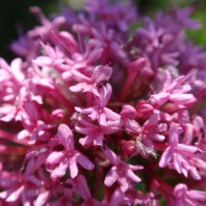 Photographie n°85384 du taxon Centranthus ruber (L.) DC.