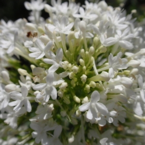 Photographie n°85390 du taxon Centranthus ruber (L.) DC.