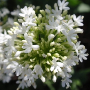 Photographie n°85391 du taxon Centranthus ruber (L.) DC.