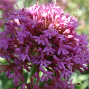 Photographie n°85394 du taxon Centranthus ruber (L.) DC.