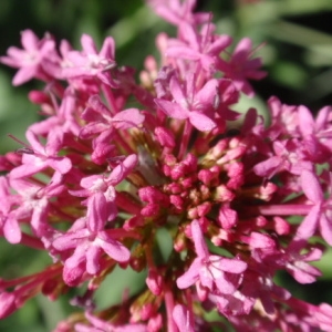 Photographie n°85396 du taxon Centranthus ruber (L.) DC.