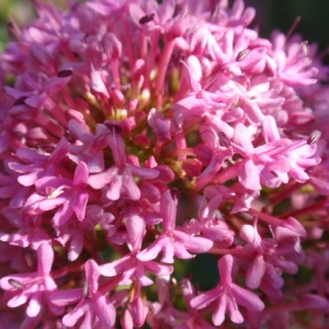 Photographie n°85397 du taxon Centranthus ruber (L.) DC.