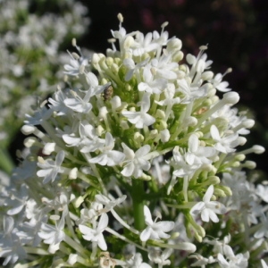 Photographie n°85406 du taxon Centranthus ruber (L.) DC.