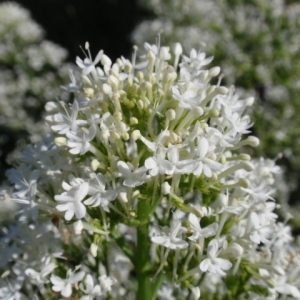 Photographie n°85407 du taxon Centranthus ruber (L.) DC.