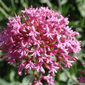 Photographie n°85410 du taxon Centranthus ruber (L.) DC.