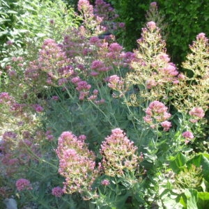 Photographie n°85422 du taxon Centranthus ruber (L.) DC.