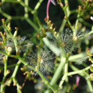 Photographie n°85428 du taxon Centranthus ruber (L.) DC.