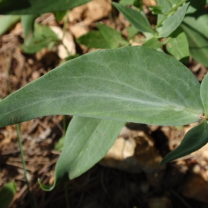 Photographie n°85430 du taxon Centranthus ruber (L.) DC.