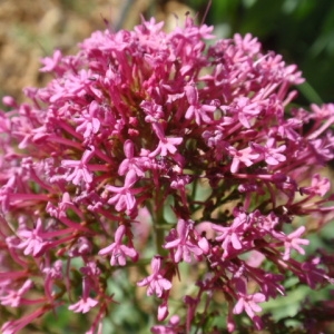 Photographie n°85431 du taxon Centranthus ruber (L.) DC.