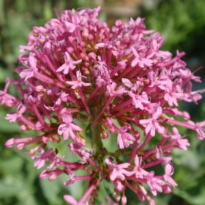 Photographie n°85435 du taxon Centranthus ruber (L.) DC.