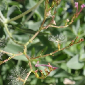 Photographie n°85436 du taxon Centranthus ruber (L.) DC.