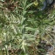  Daniel BARTHELEMY - Cirsium eriophorum (L.) Scop. [1772]