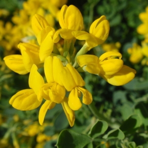 Photographie n°85516 du taxon Coronilla valentina L. [1753]