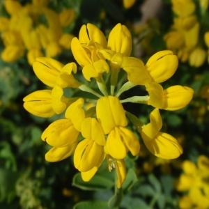 Photographie n°85517 du taxon Coronilla valentina L. [1753]