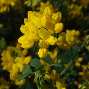 Photographie n°85518 du taxon Coronilla valentina L. [1753]