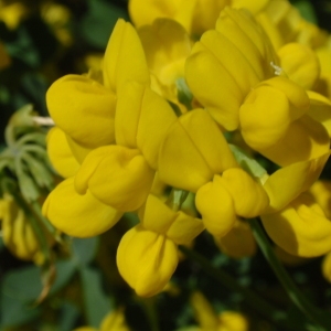 Photographie n°85525 du taxon Coronilla valentina L. [1753]