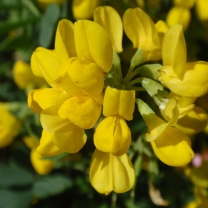 Photographie n°85526 du taxon Coronilla valentina L. [1753]