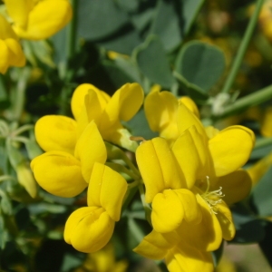 Photographie n°85527 du taxon Coronilla valentina L. [1753]