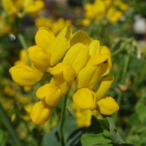 Photographie n°85529 du taxon Coronilla valentina L. [1753]