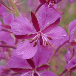 Epilobium angustifolium L. (Épilobe à feuilles étroites)