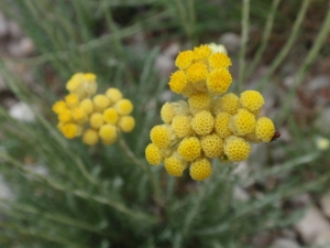 Daniel BARTHELEMY, le  3 juin 2012 (Puéchabon)