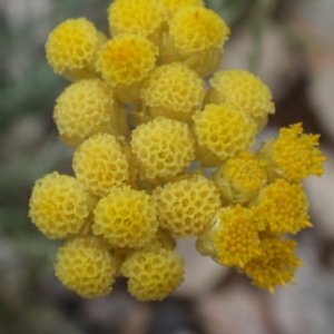 Photographie n°85625 du taxon Helichrysum stoechas (L.) Moench [1794]