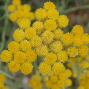 Photographie n°85631 du taxon Helichrysum stoechas (L.) Moench [1794]