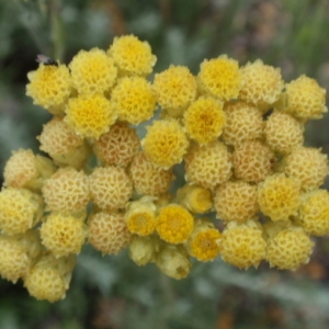 Photographie n°85633 du taxon Helichrysum stoechas (L.) Moench [1794]