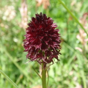 Photographie n°85801 du taxon Nigritella nigra (L.) Rchb.f. [1851]