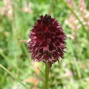 Photographie n°85802 du taxon Nigritella nigra (L.) Rchb.f. [1851]