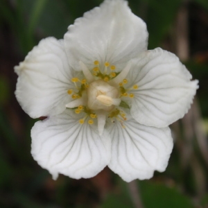 Photographie n°85813 du taxon Parnassia palustris L. [1753]