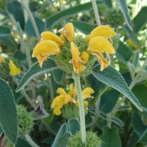 Photographie n°85815 du taxon Phlomis fruticosa L. [1753]