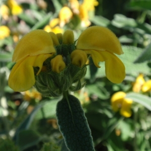 Photographie n°85816 du taxon Phlomis fruticosa L. [1753]