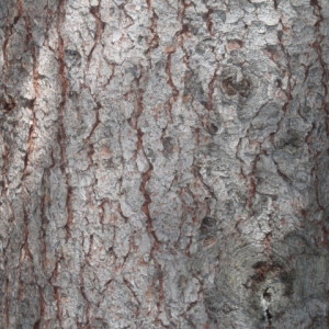 Photographie n°85819 du taxon Picea abies (L.) H.Karst. [1881]