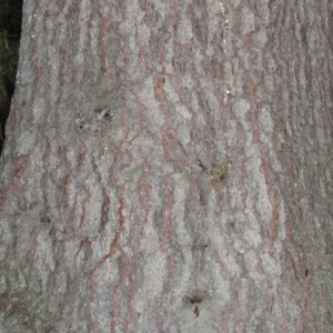 Photographie n°85820 du taxon Picea abies (L.) H.Karst. [1881]