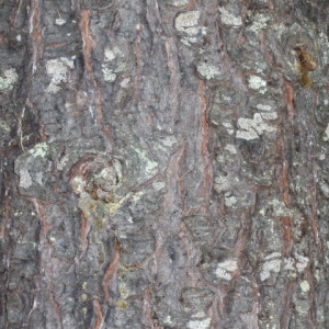 Photographie n°85825 du taxon Picea abies (L.) H.Karst. [1881]