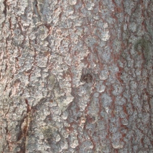 Photographie n°85830 du taxon Picea abies (L.) H.Karst. [1881]