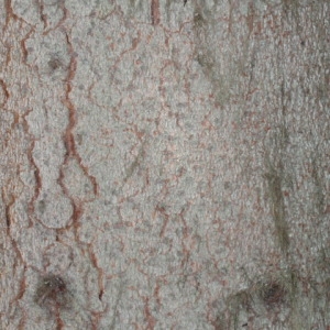 Photographie n°85833 du taxon Picea abies (L.) H.Karst. [1881]