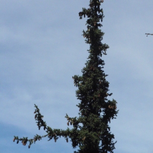 Photographie n°85839 du taxon Picea abies (L.) H.Karst. [1881]